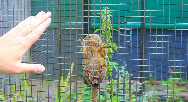 Очень милая маленькая обезьянка. В целом же фотографий с зоо совсем мало. Животных в клетках фотографировать и не удобно и не хочется. 