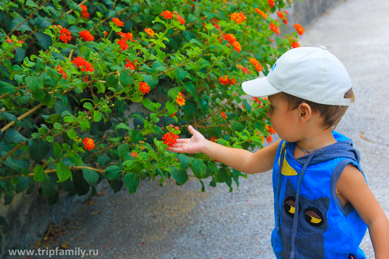 Юный ценитель изучает цветы в парке)