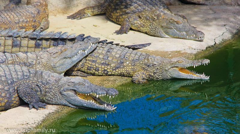Крокодилы лежат, открыв рты, чтобы регулировать температуру своего тела.