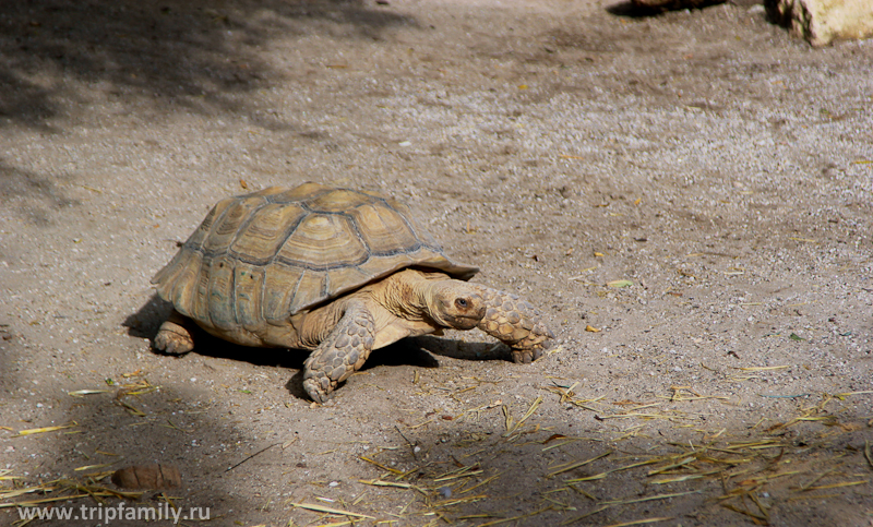 Исполинская черепаха. Вторая по величине в мире.
