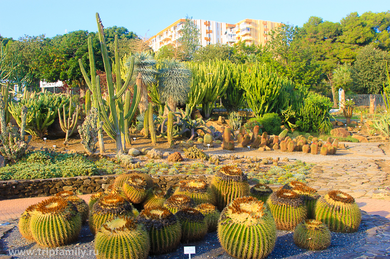Большая часто парка отведена под коллекцию кактусов.