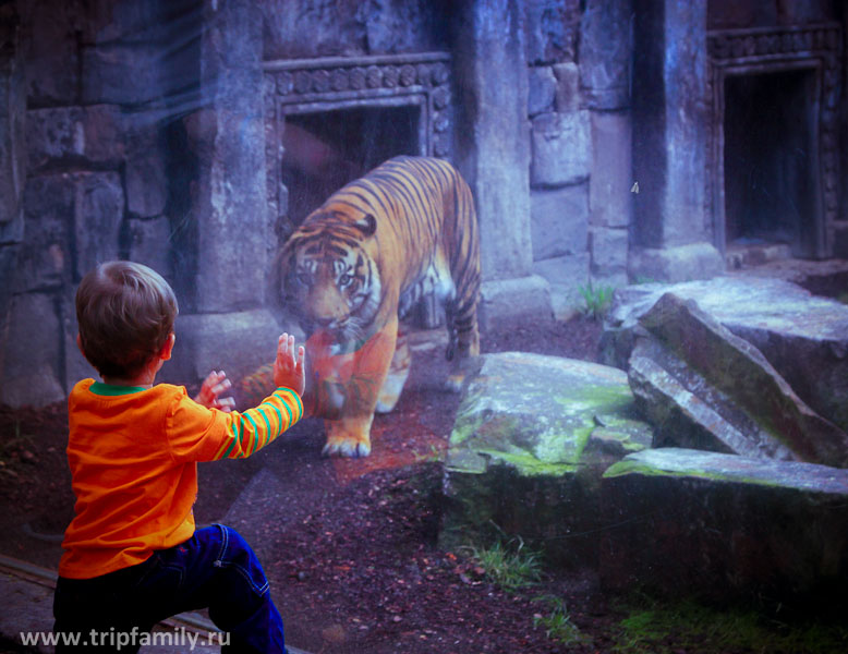 Яну больше всего понравился тигр.