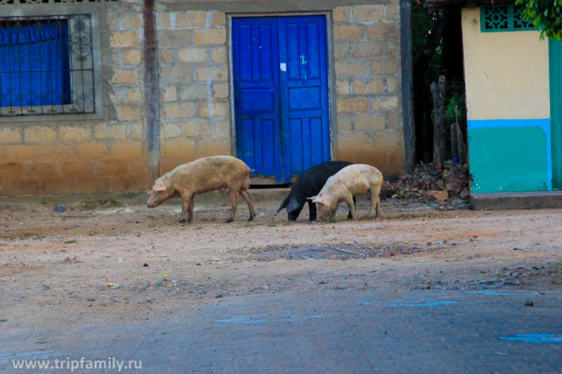 Грязь фотографировать не хотелось, поэтому вот вам забавные свинки, свободно гуляющие по улице в г. Somotillo