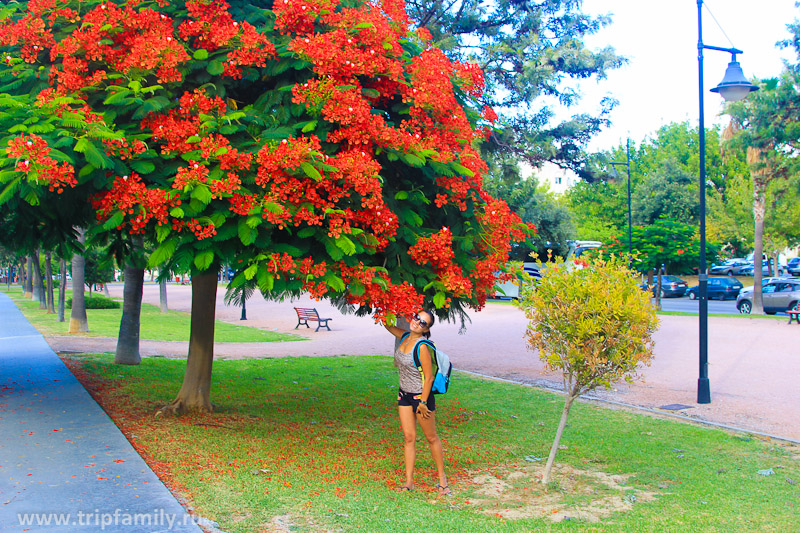 Безумно красивые цветущие деревья в теплом сентябрьском Торремолиносе. 