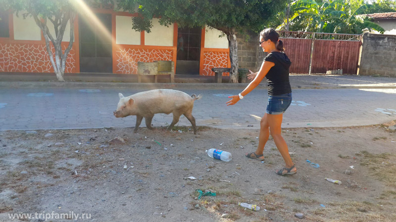 Пока наш папа воюет со своим животными, я гоняюсь за свиньями по улицам Сомотио) 