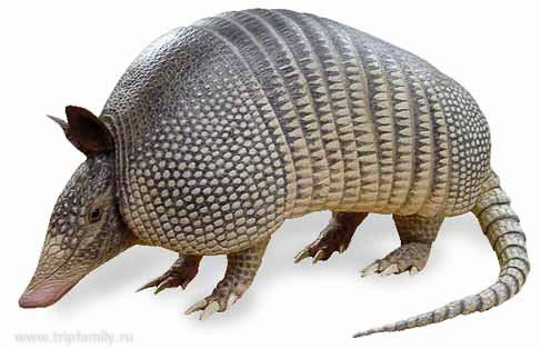 Armadillo