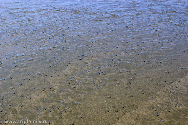 В то утро, когда Стаса ужалил скат, был сильный отлив. На фото совсем не камни. Это моллюски, которые усеяли весь берег. Я такого никогда не видела.