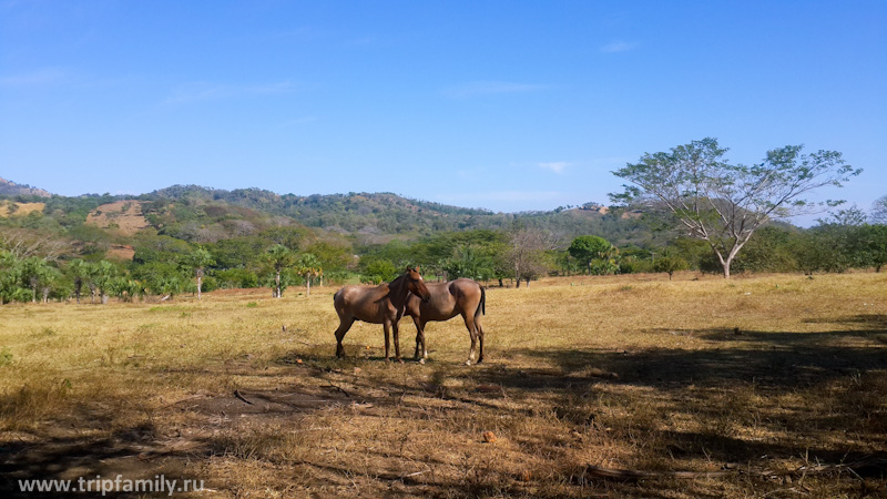 Финка в Никарагуа - это красиво. Лошади и просторы. 
