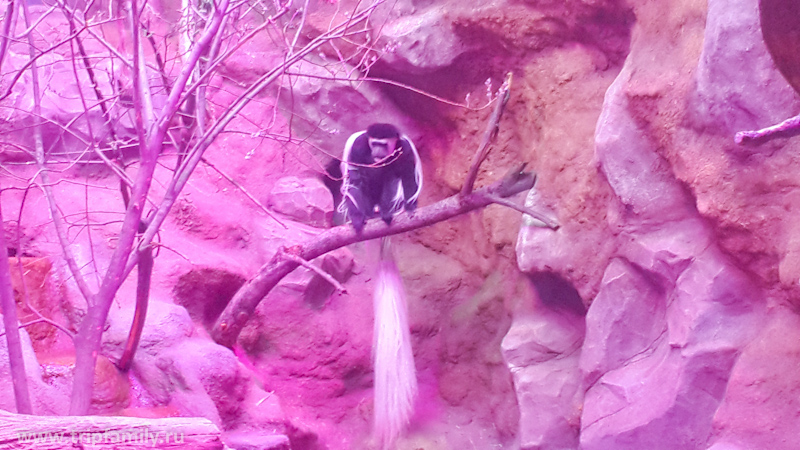 Очень необычная обезьяна, которую мы видели впервые в жизни. Зовется Восточный Колобус. 