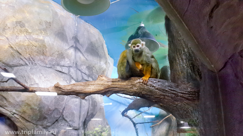 Здесь же милые обезьянки. На самом деле их в зоопарке много, но сфотографировать их мало реально. Уж слишком они быстрые. 