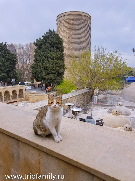 кот в Баку 